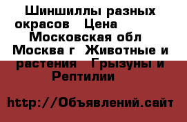 Шиншиллы разных окрасов › Цена ­ 2 000 - Московская обл., Москва г. Животные и растения » Грызуны и Рептилии   